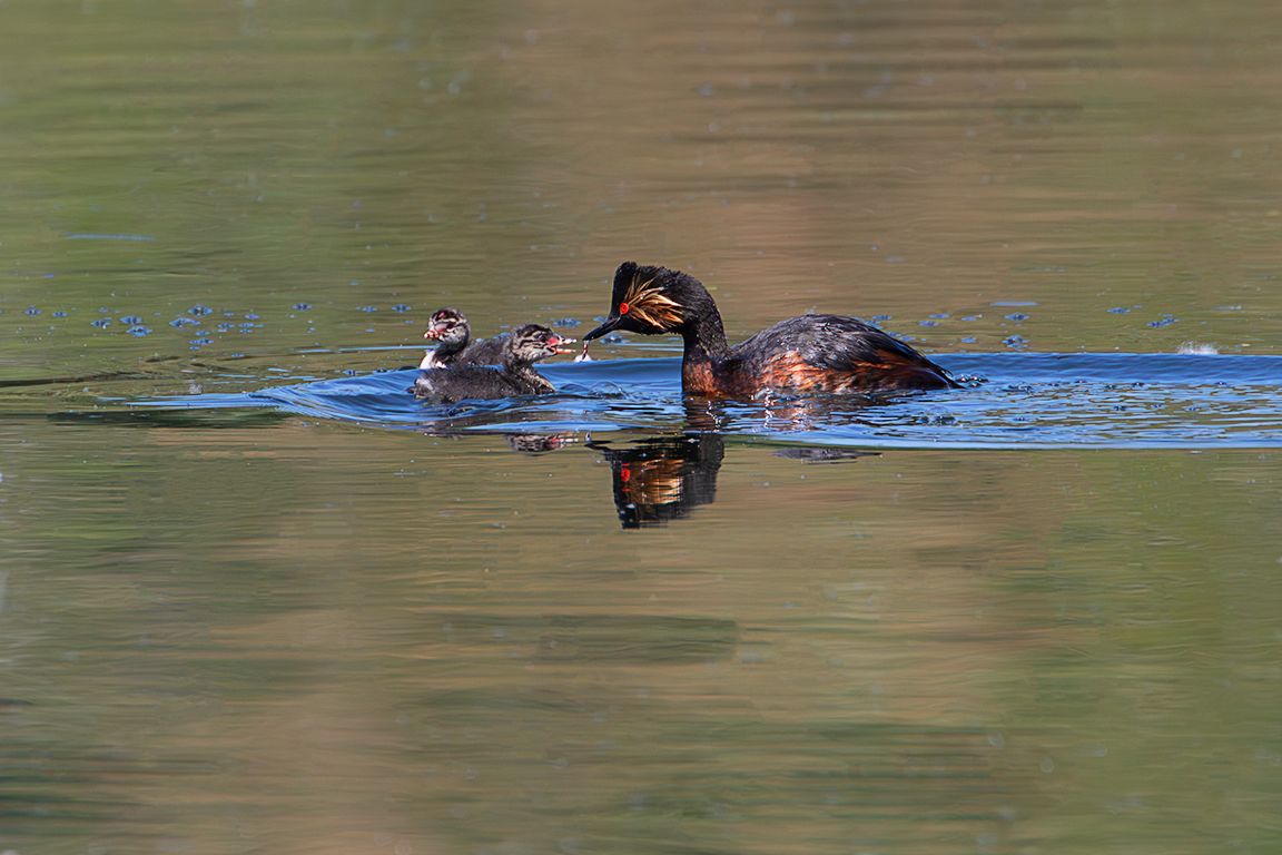Zampullín cuellinegro en época de cría