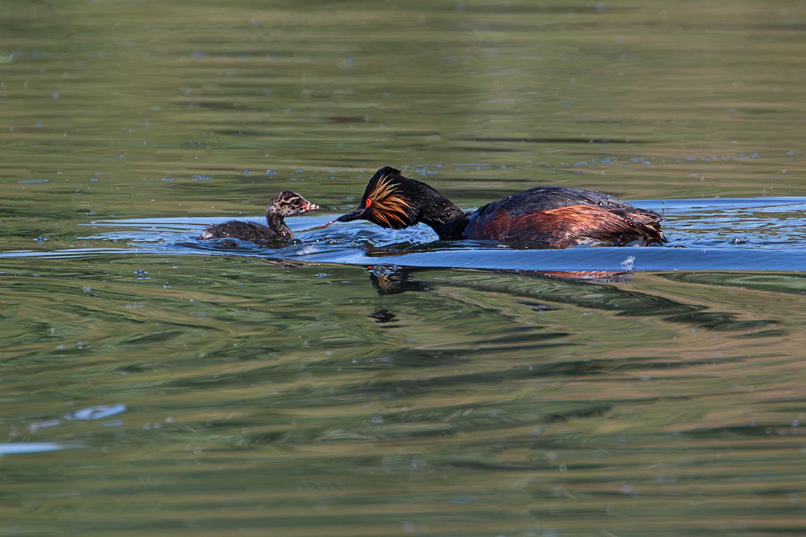 Zampullín cuellinegro en época de cría
