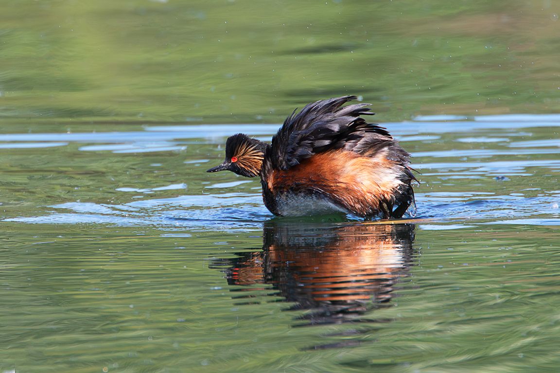 Zampullín cuellinegro en época de cría
