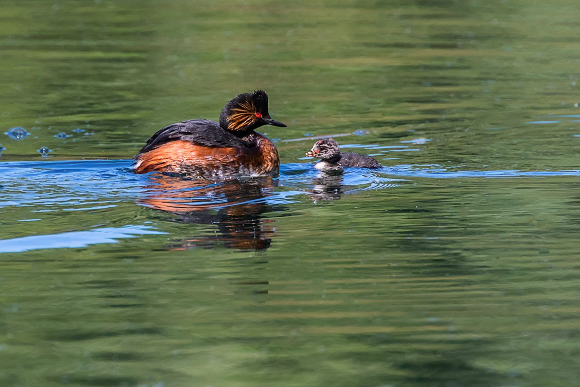 Zampullín cuellinegro en época de cría