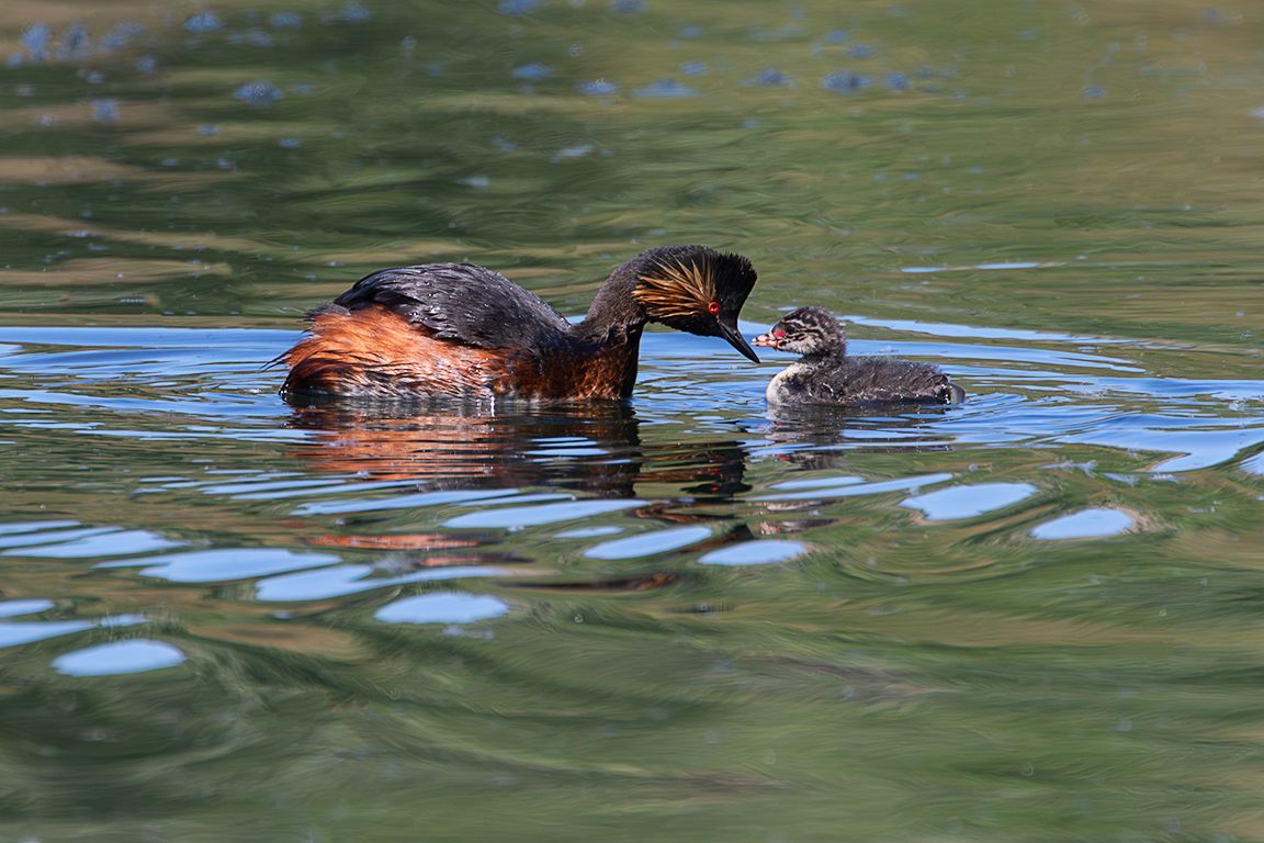 Zampullín cuellinegro en época de cría