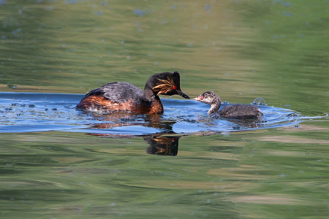 Zampullín cuellinegro en época de cría