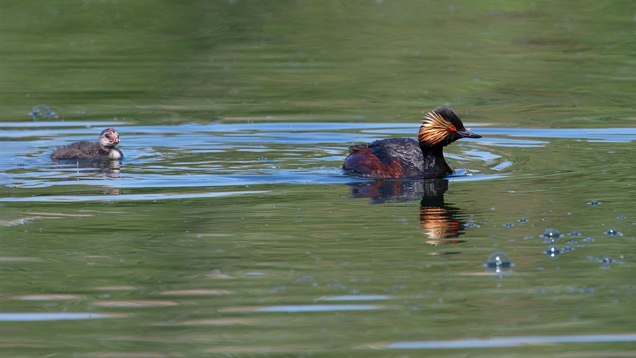 Zampullín cuellinegro en época de cría