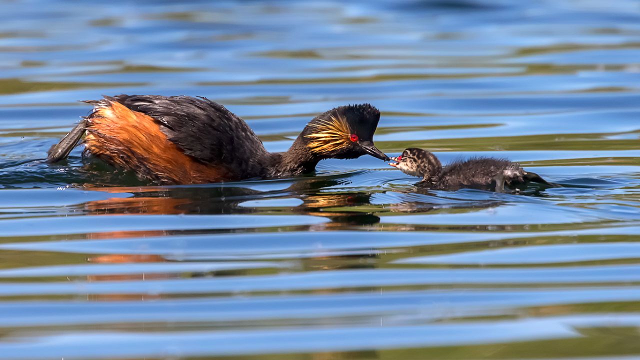 Zampullín cuellinegro en época de cría