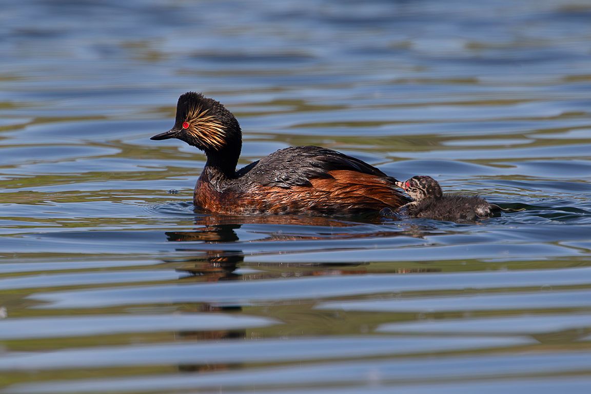 Zampullín cuellinegro en época de cría