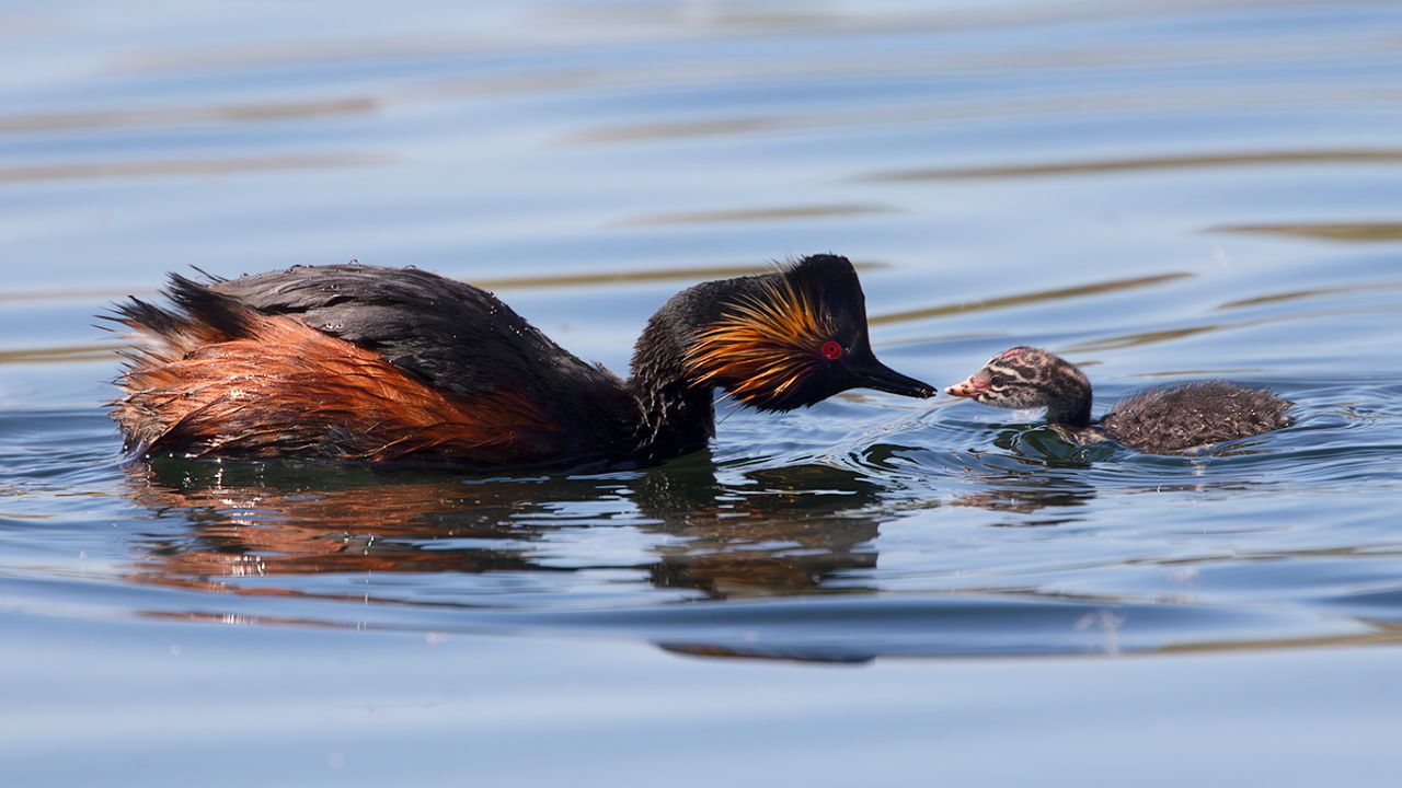 Zampullín cuellinegro en época de cría