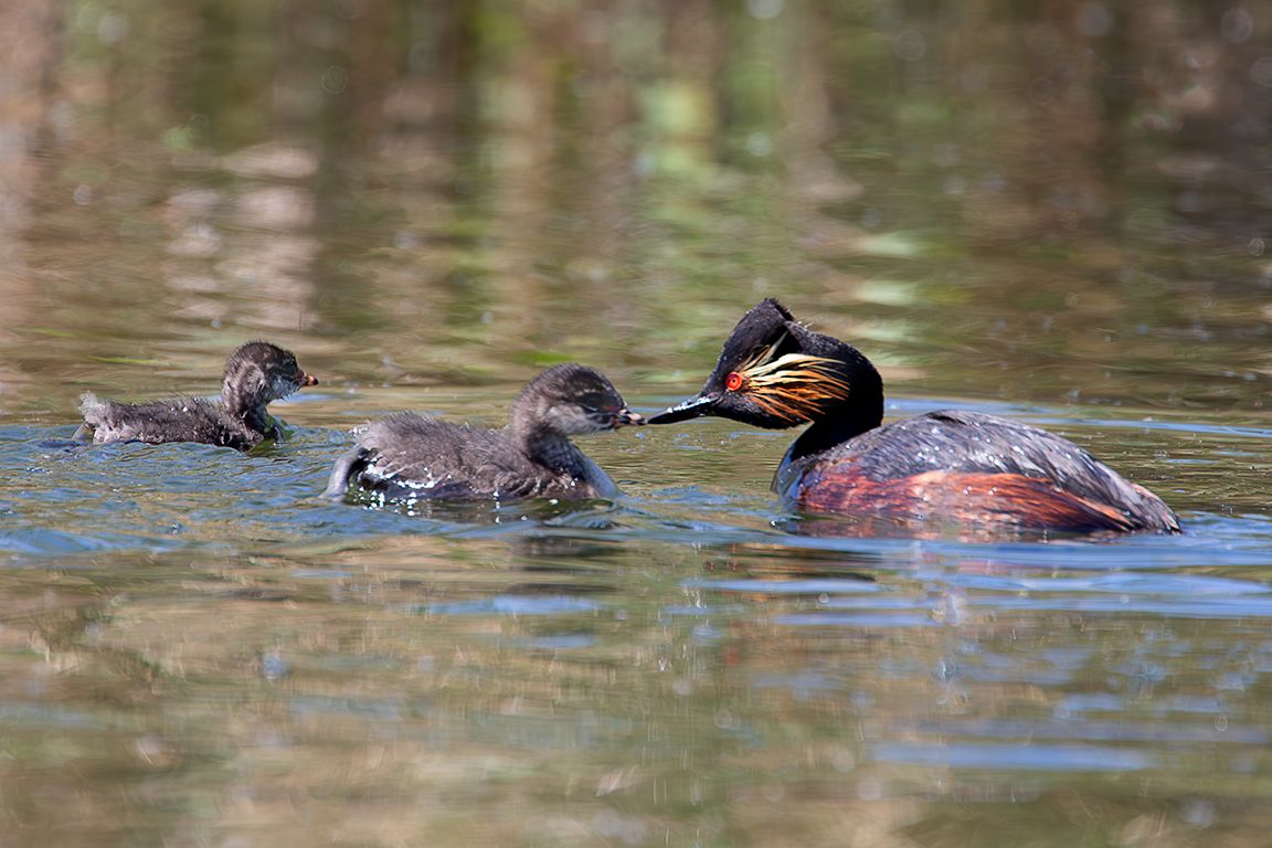 Zampullín cuellinegro en época de cría