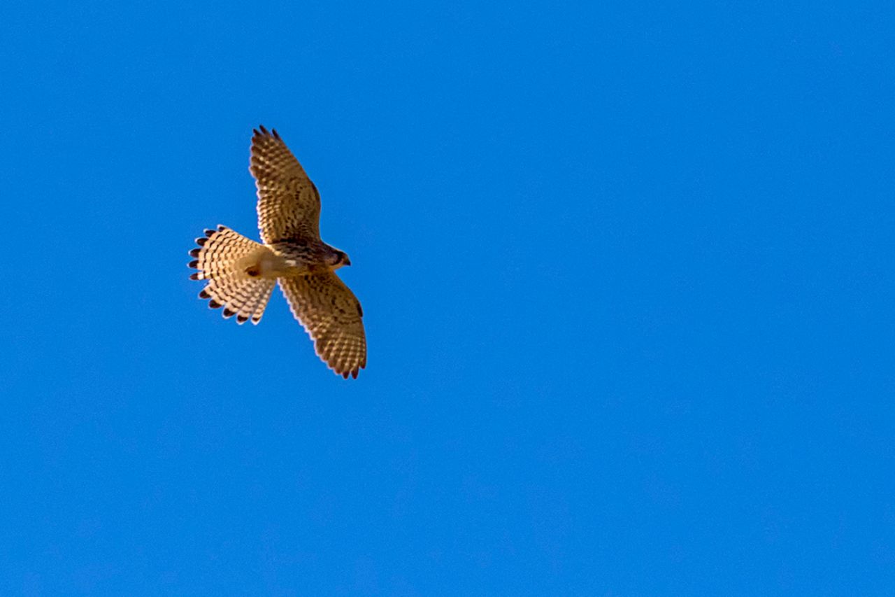 Cernícalo vulgar hembra