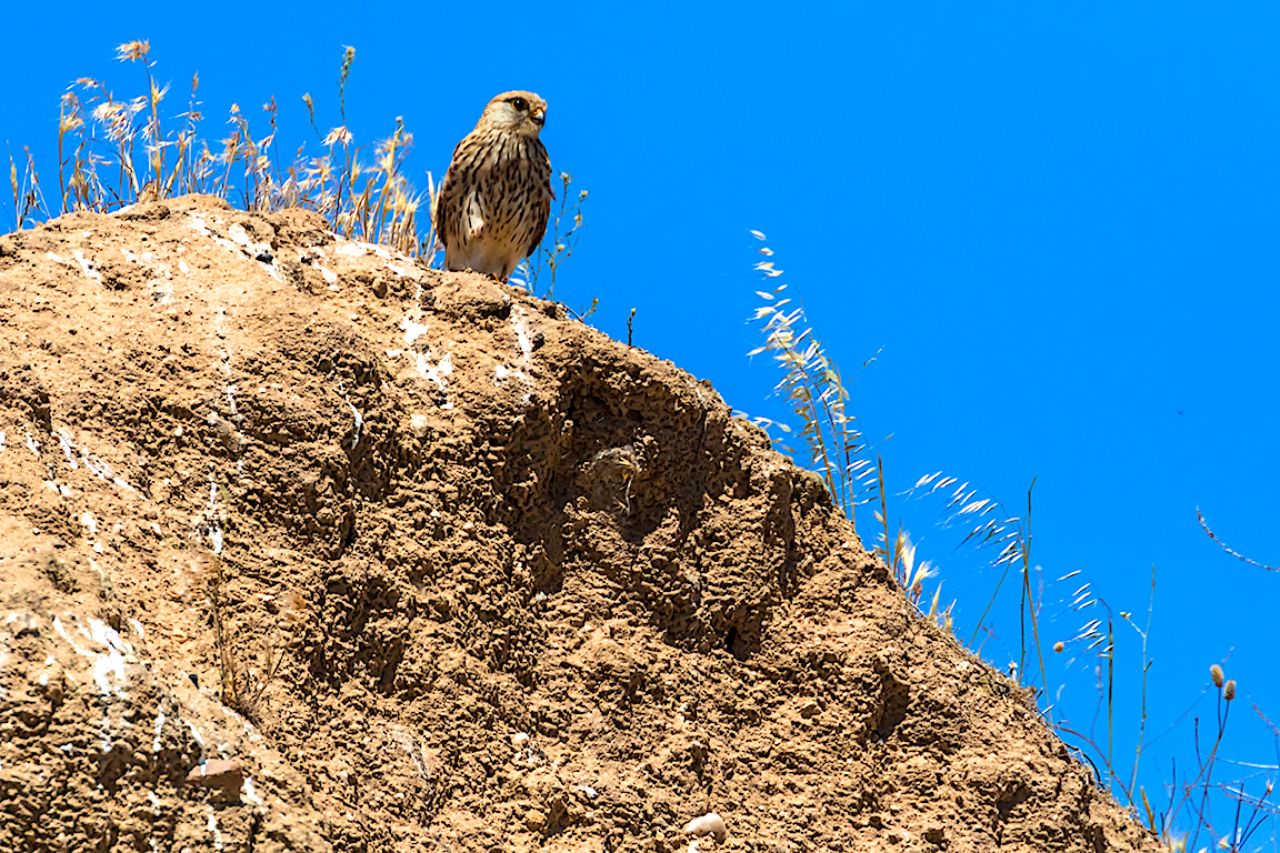 Cernícalo vulgar hembra