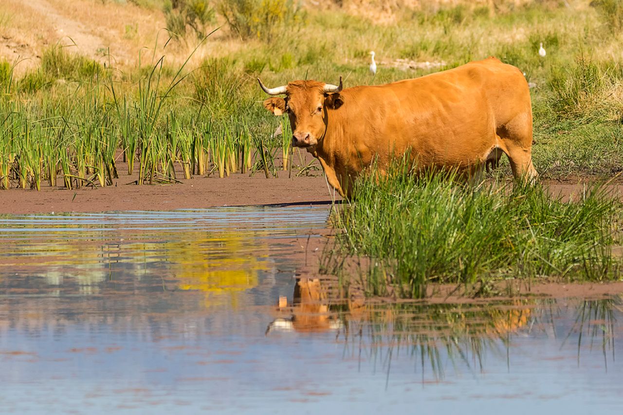 Acercándose al agua