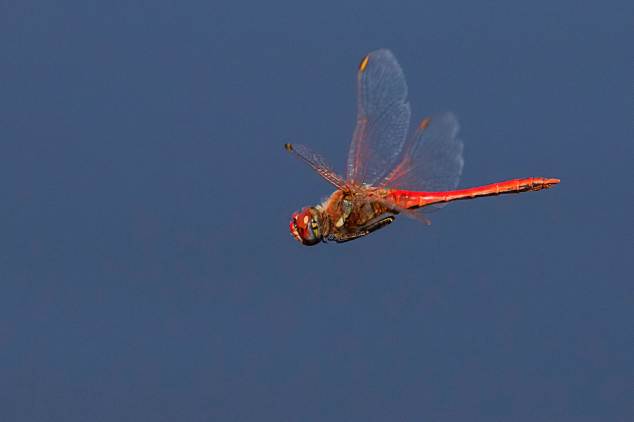 Sympetrum fonscolombii macho