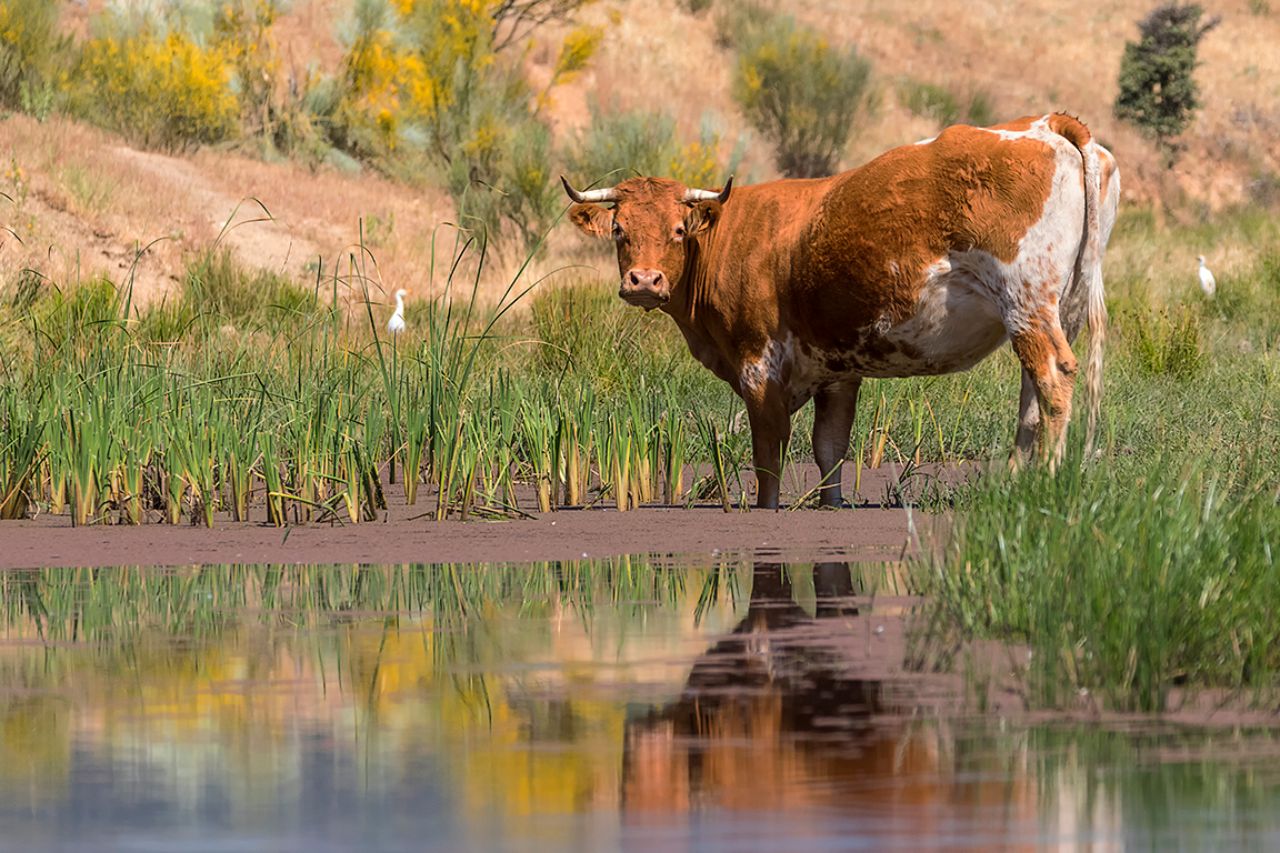 Acercándose al agua