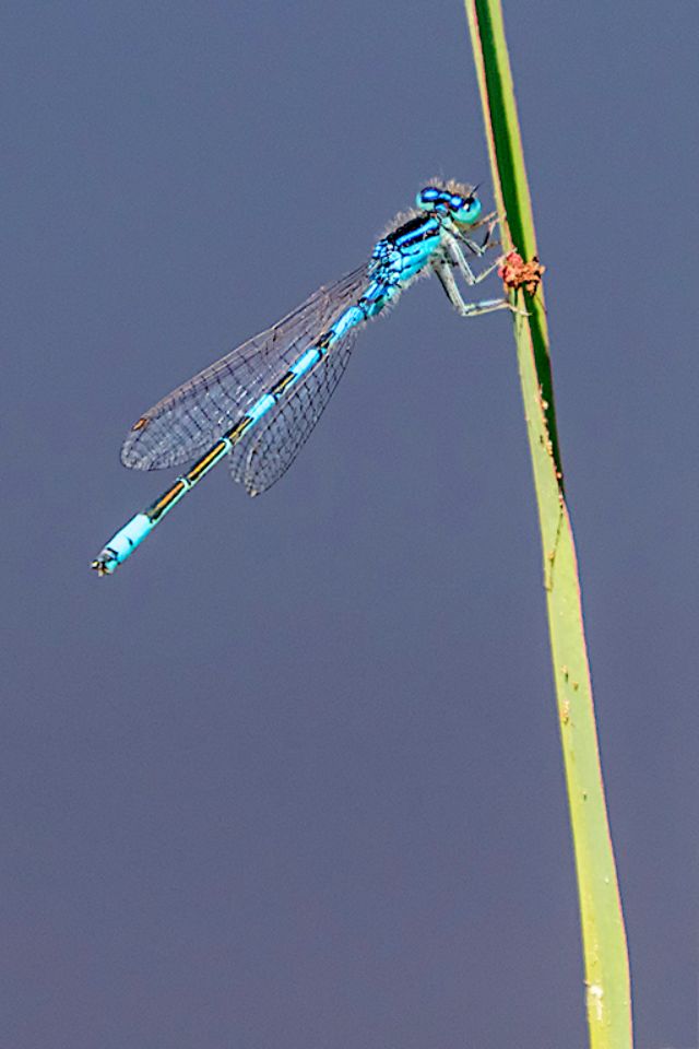 Caballito del diablo