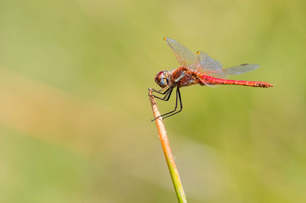 Sympetrum fonscolombii macho