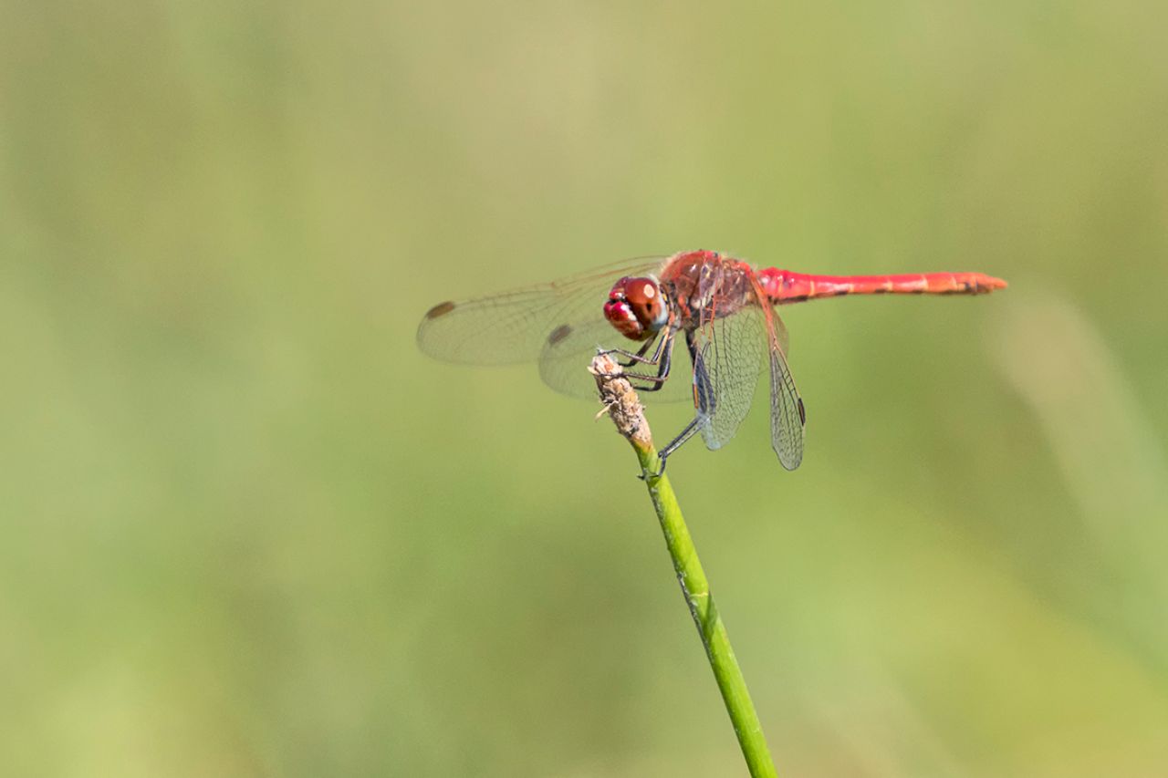 Sympetrum fonscolombii macho