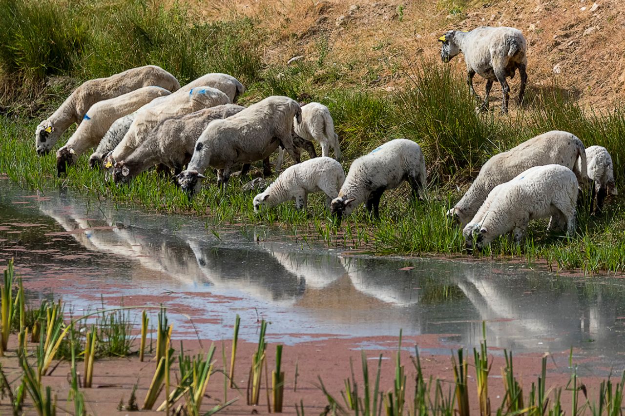 La sed del rebaño