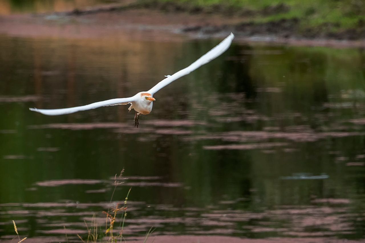Bueyera en la charca