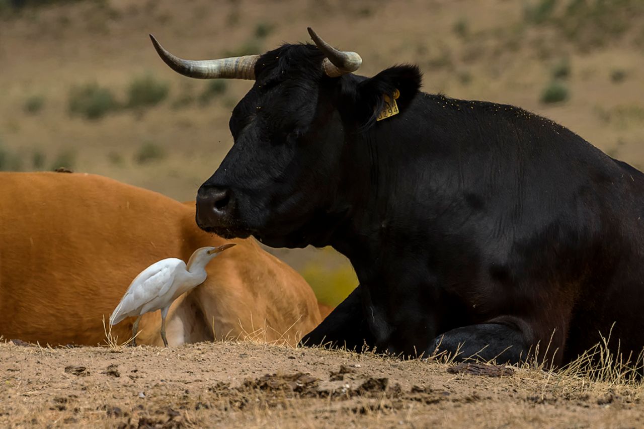 Vacas y garcillas