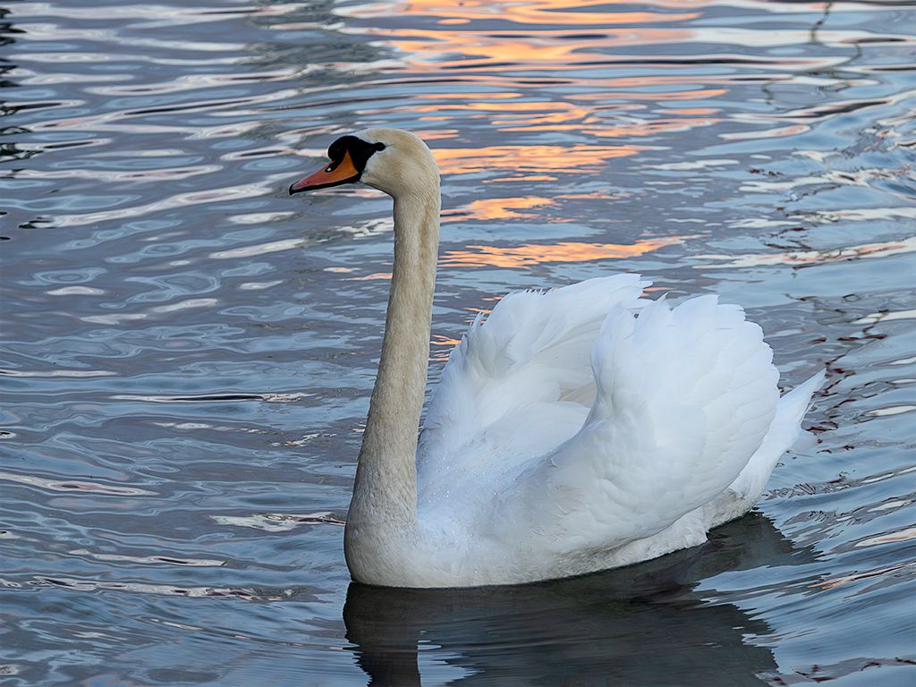 Cisne