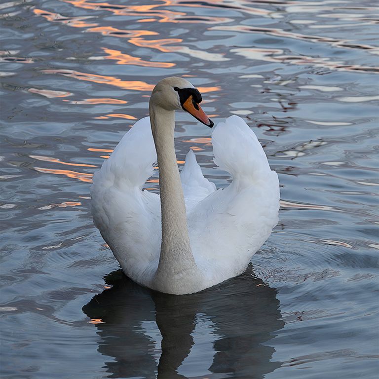 Cisne