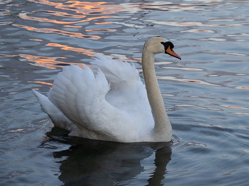 Cisne