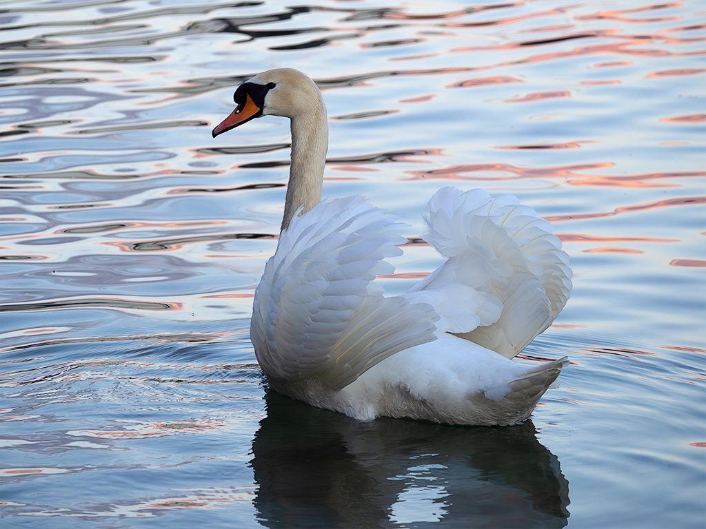Cisne