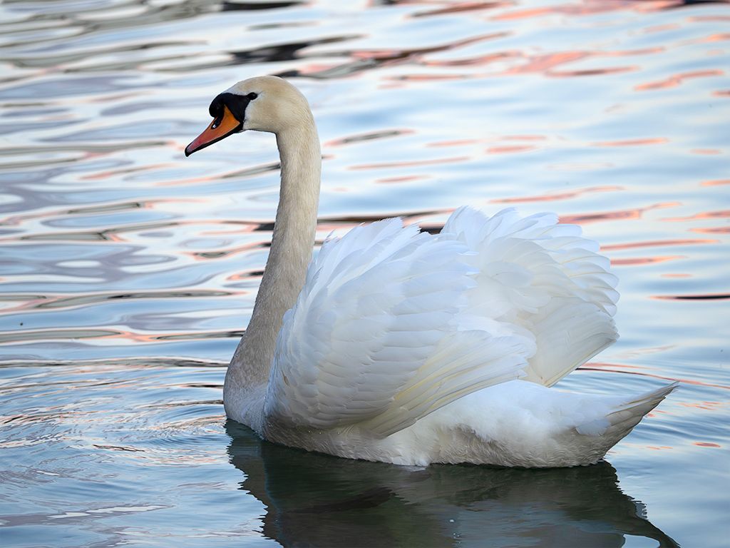 Cisne
