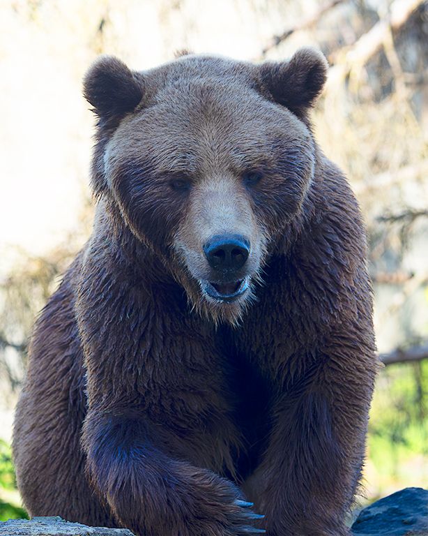 Los famosos osos de Berna
