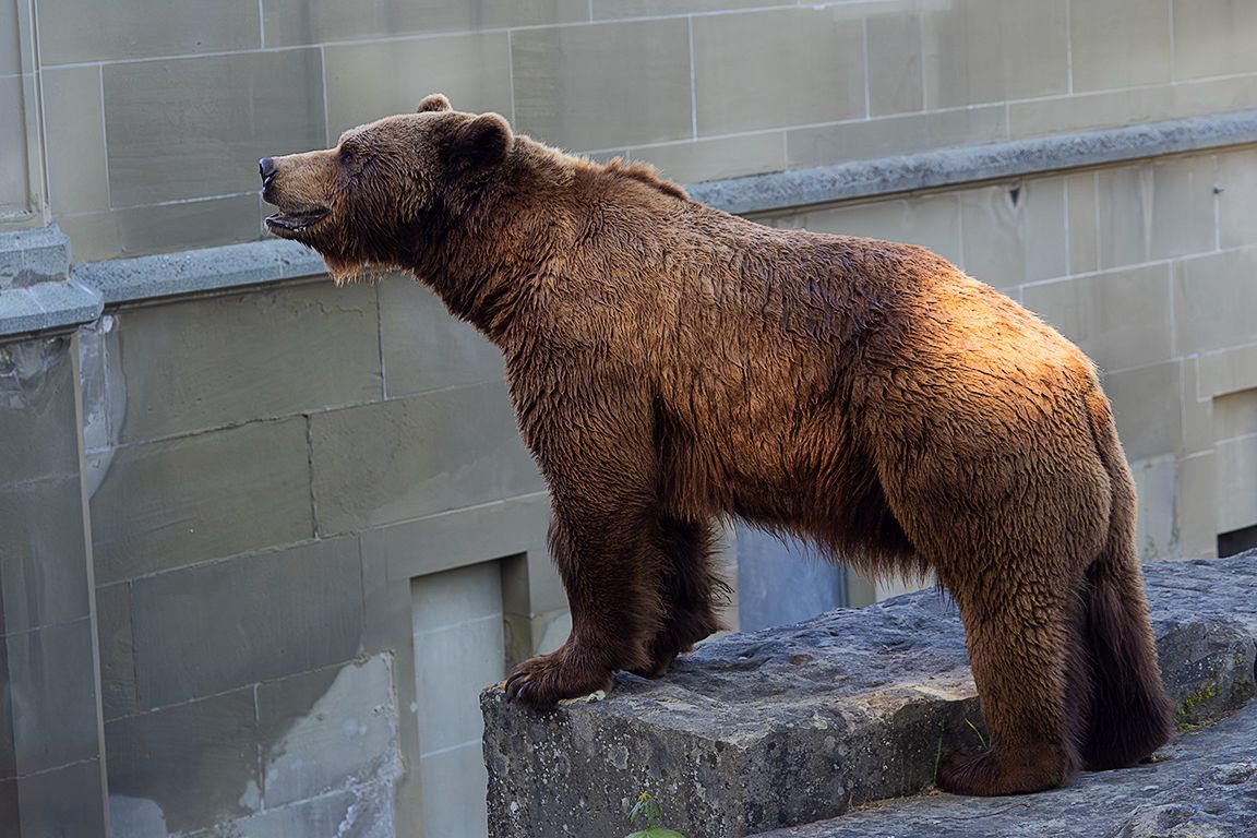 Los famosos osos de Berna