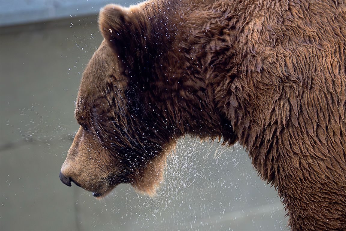 Los famosos osos de Berna