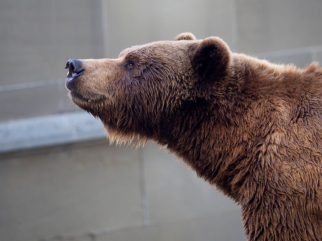 Los famosos osos de Berna