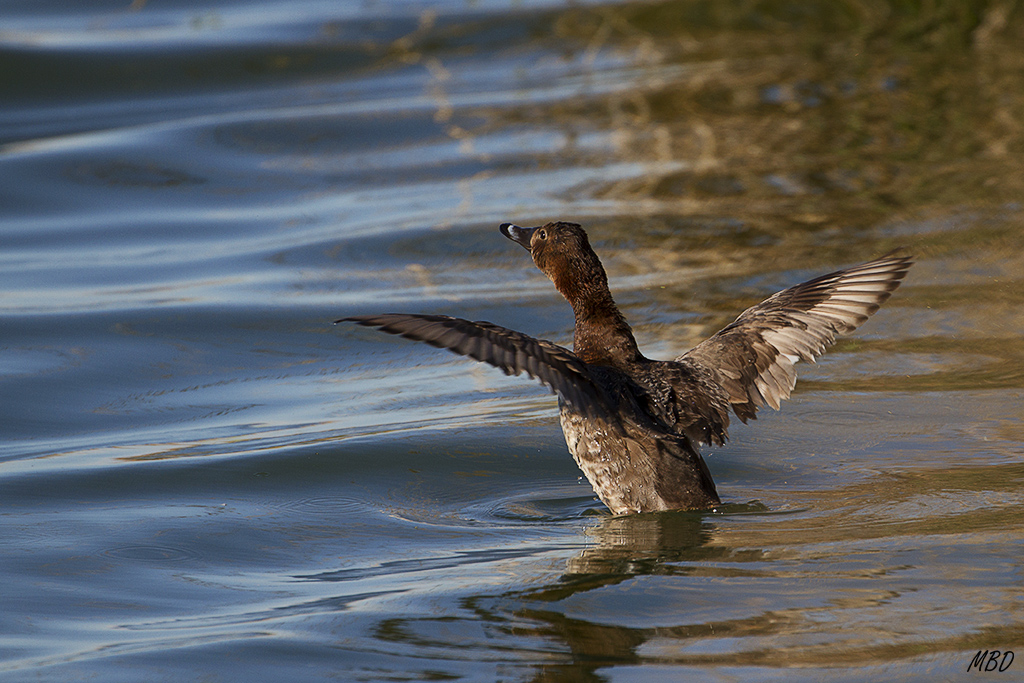 Porrón común hembra