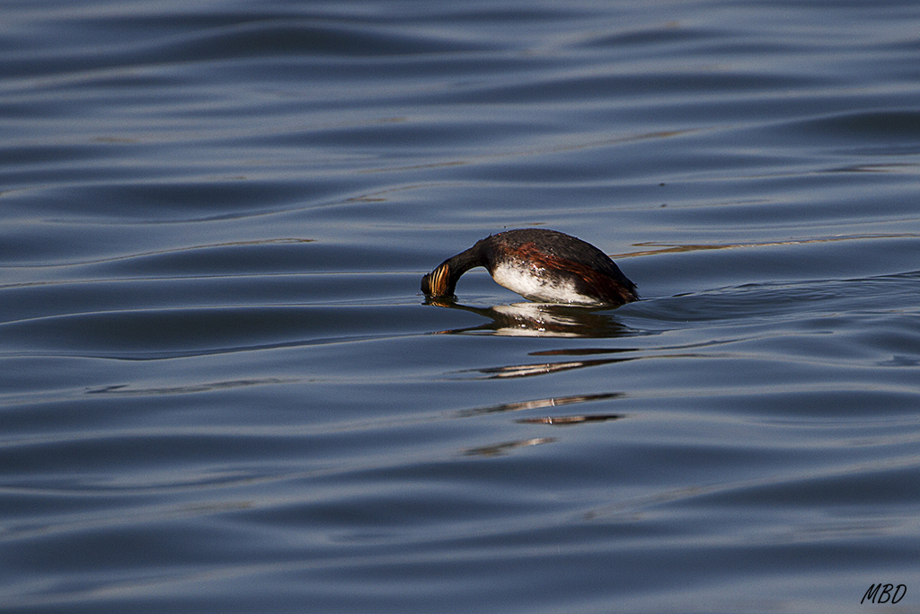Por qué me llamarán zampullín?