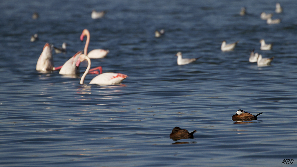 Escenas en la laguna