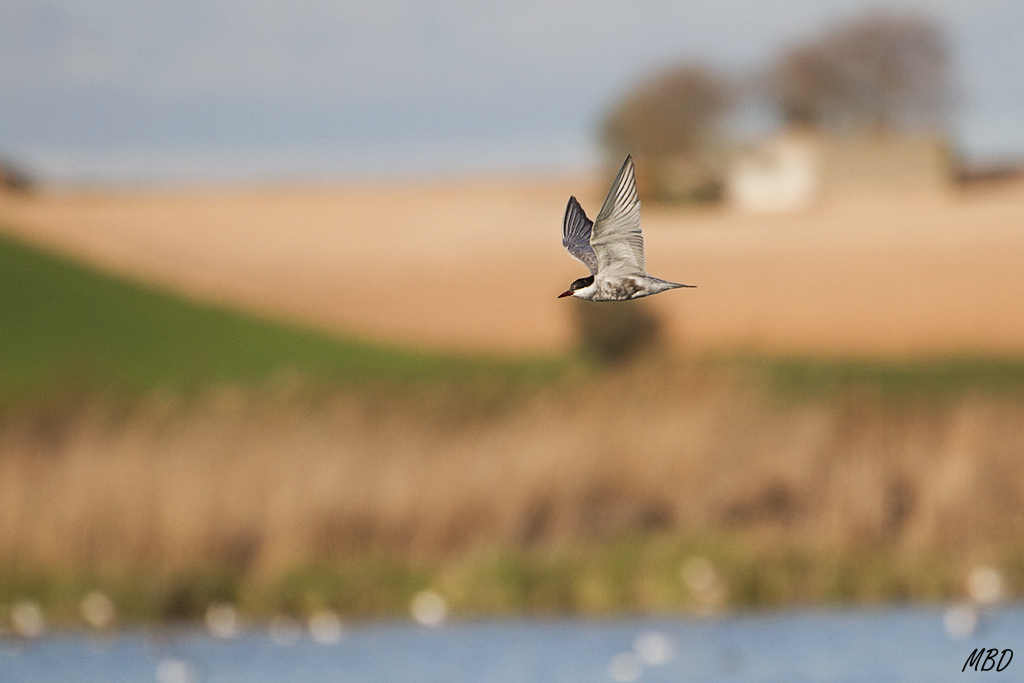 Rápidos en sus vuelos