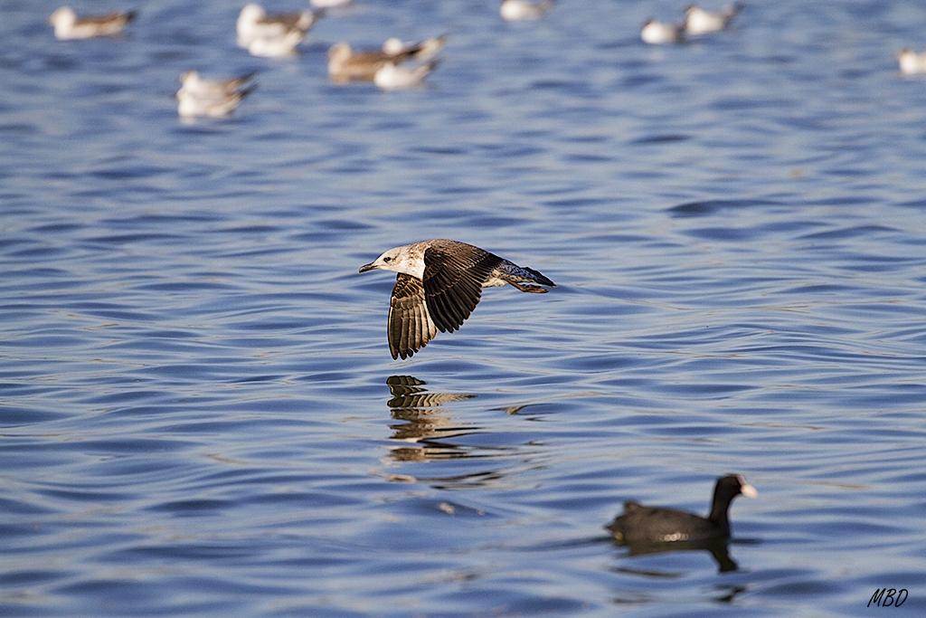 Gaviota patiamarilla juvenil