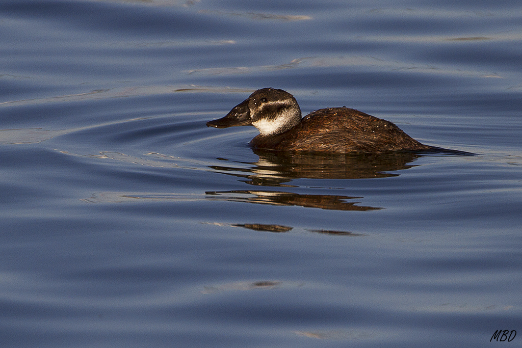 Malvasía cabeciblanca hembra