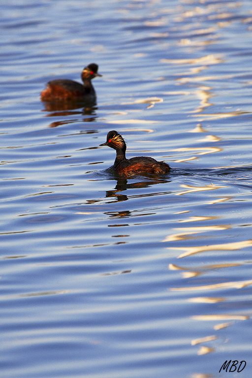 Zampullín cuellinegro
