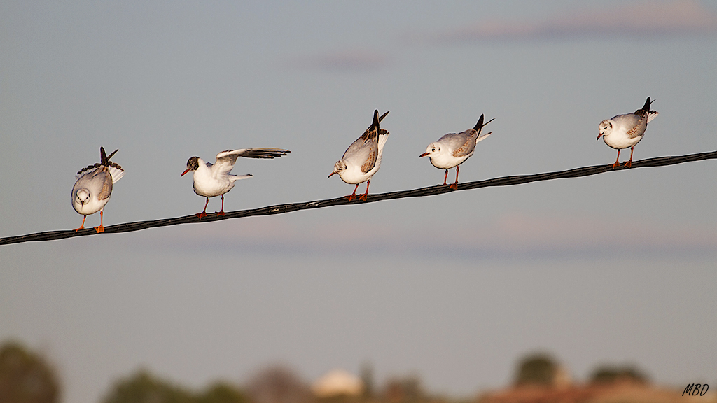 Brocheta de reidoras