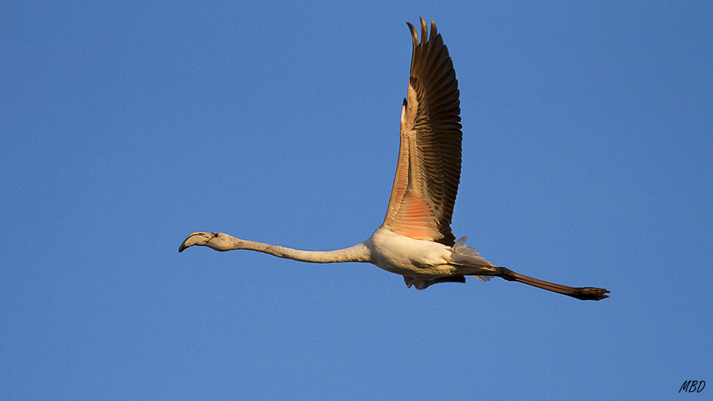 Flamenco juvenil en vuelo