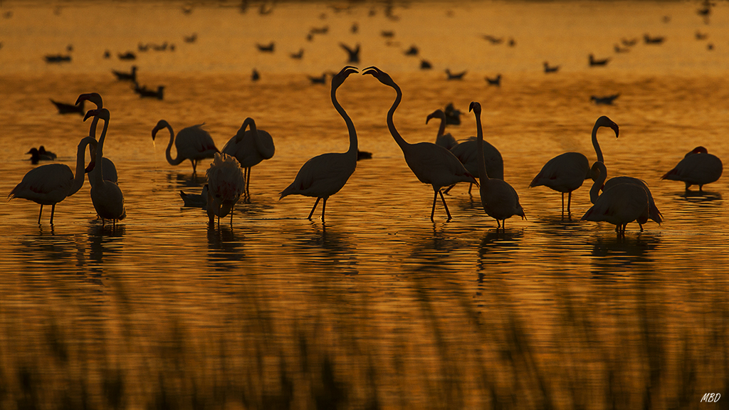 Pelea de flamencos en el ocaso