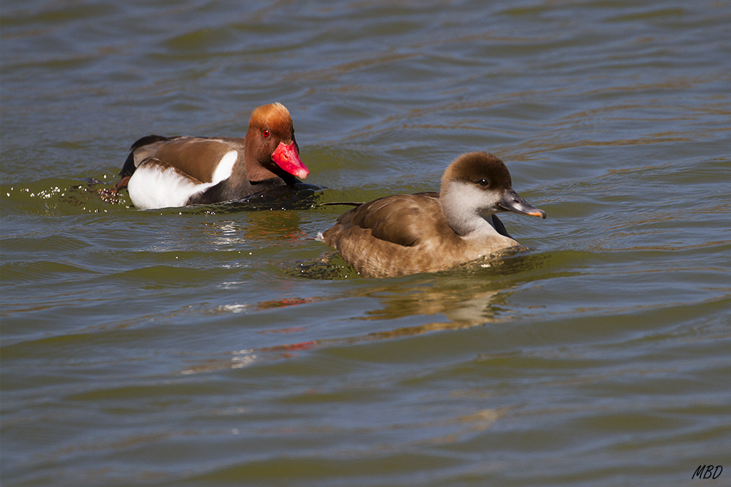 Pato colorado. Pareja.