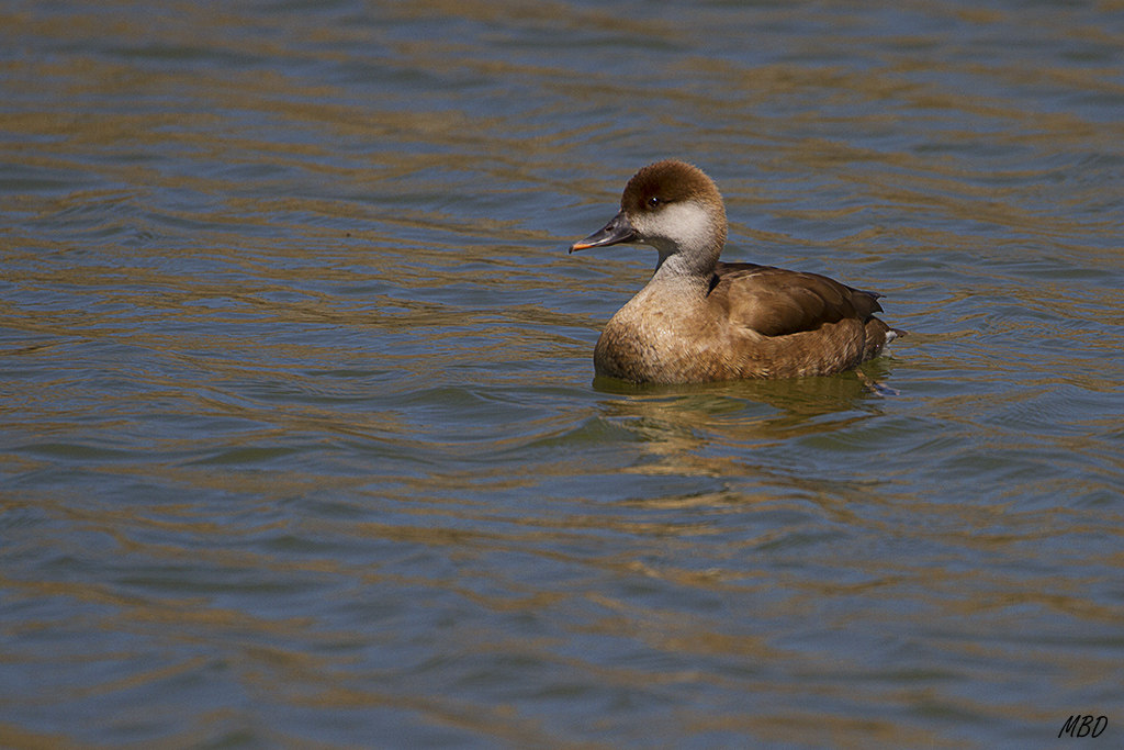 Pato colorado hembra