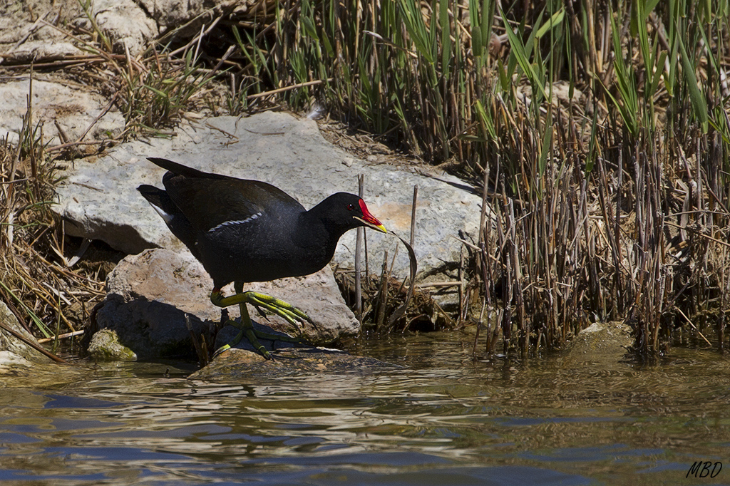 Material para el nido