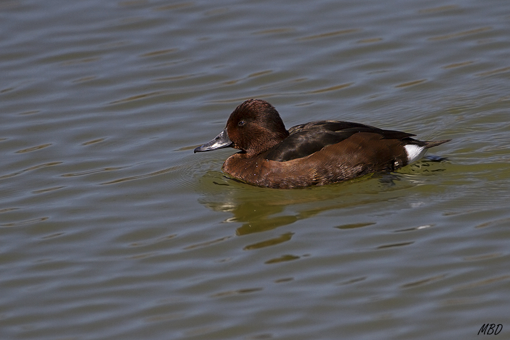 Porrón pardo hembra