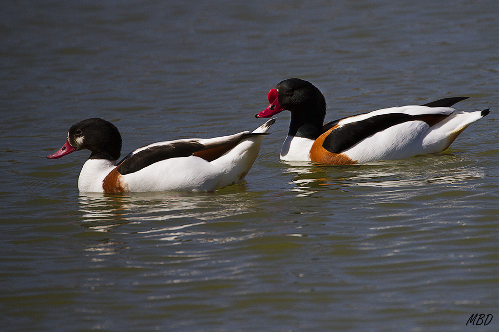 Tarro blanco. Pareja.