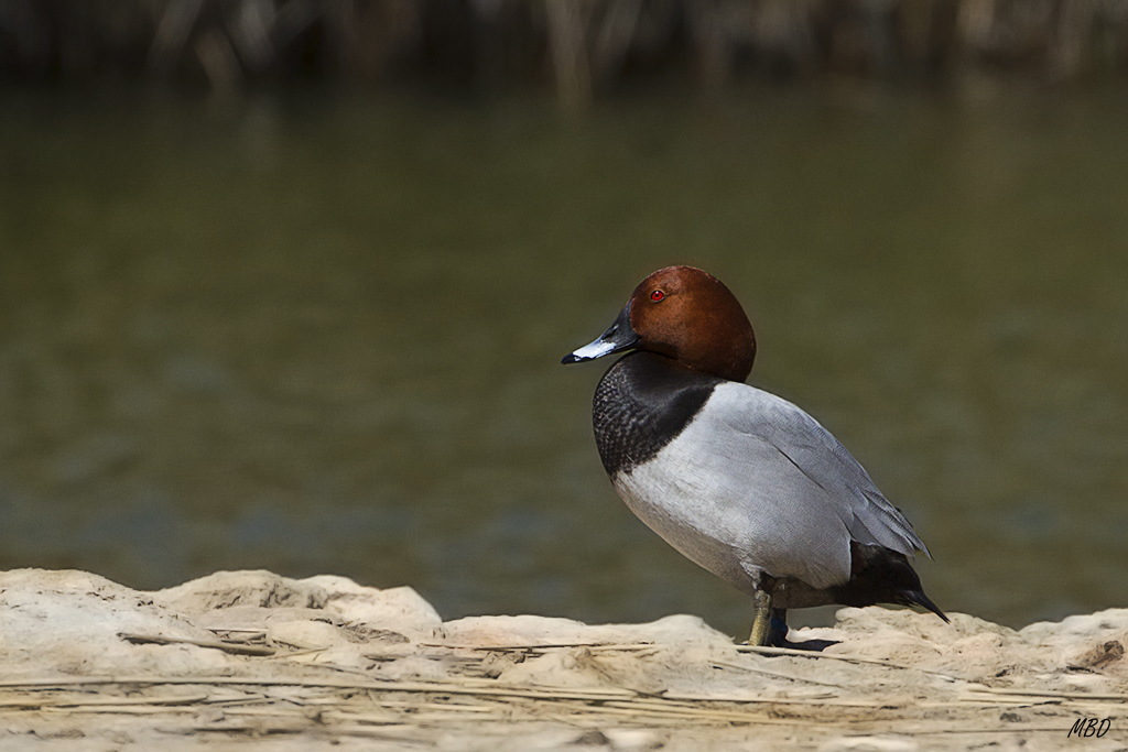 Porrón común macho