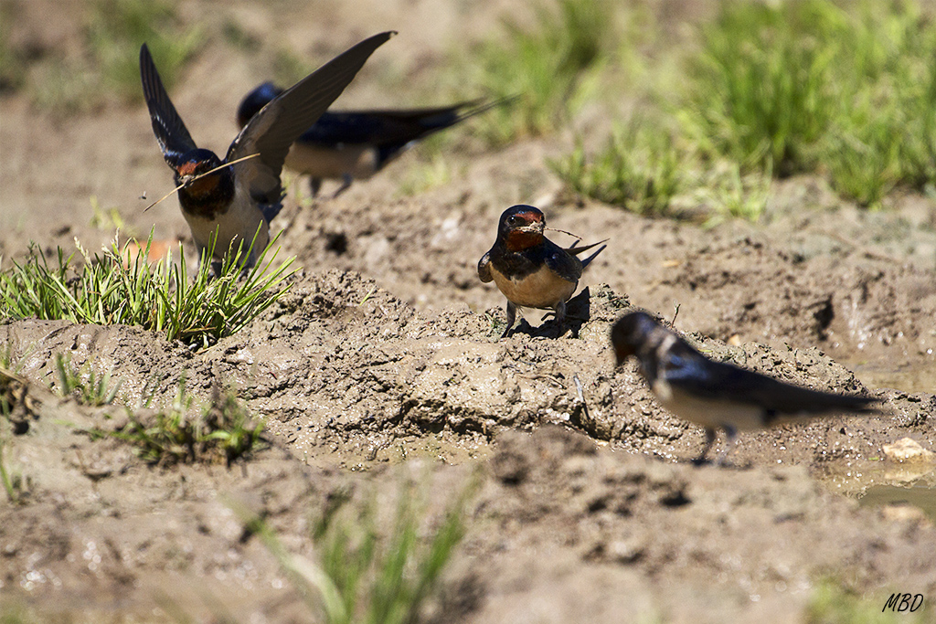 Recogiendo barro para el nido