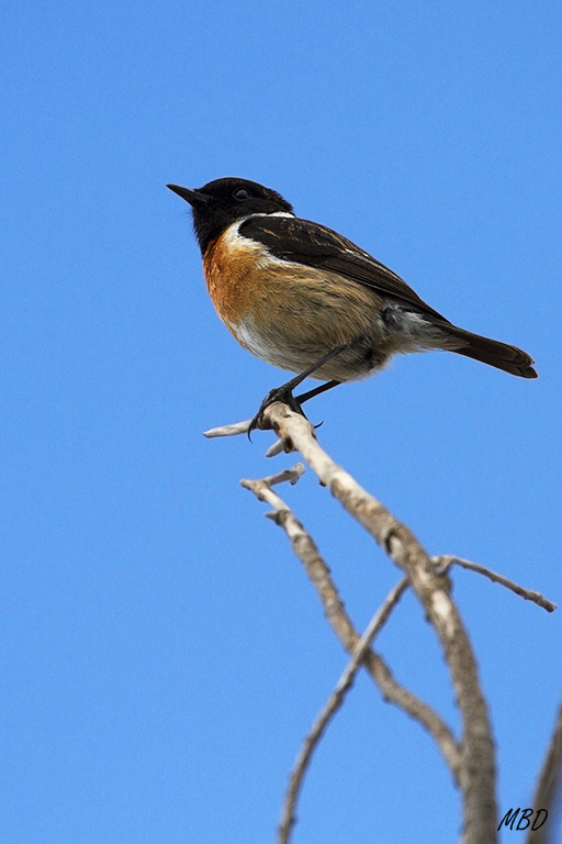 Tarabilla común macho