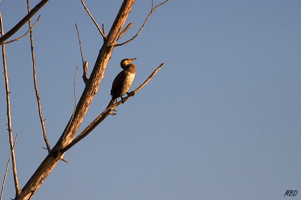 Cormorán grande juvenil